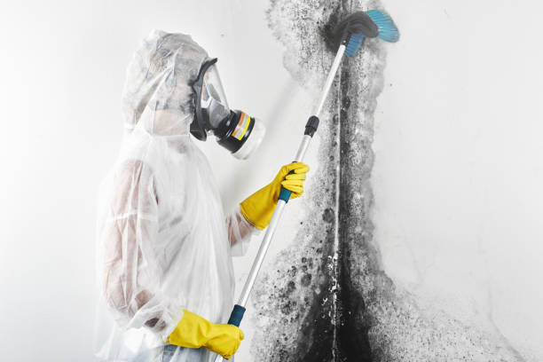 Best Mold Prevention Services  in Centralia, IL