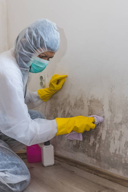 Best Comprehensive Air Testing for Mold Contaminants  in Centralia, IL