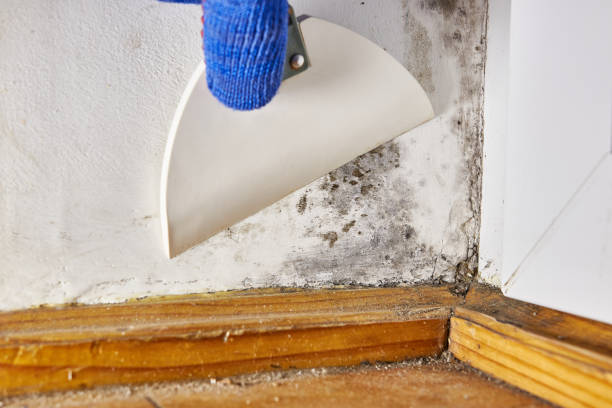 Best Water Damage & Mold Remediation  in Centralia, IL